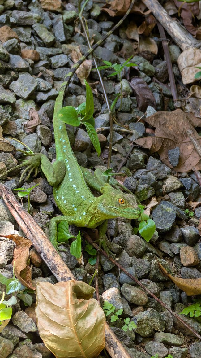 Sarapiquí