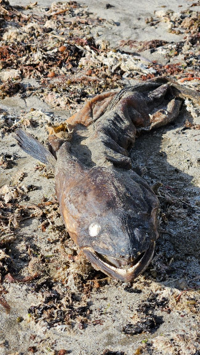 Palmerston North - Castlepoint