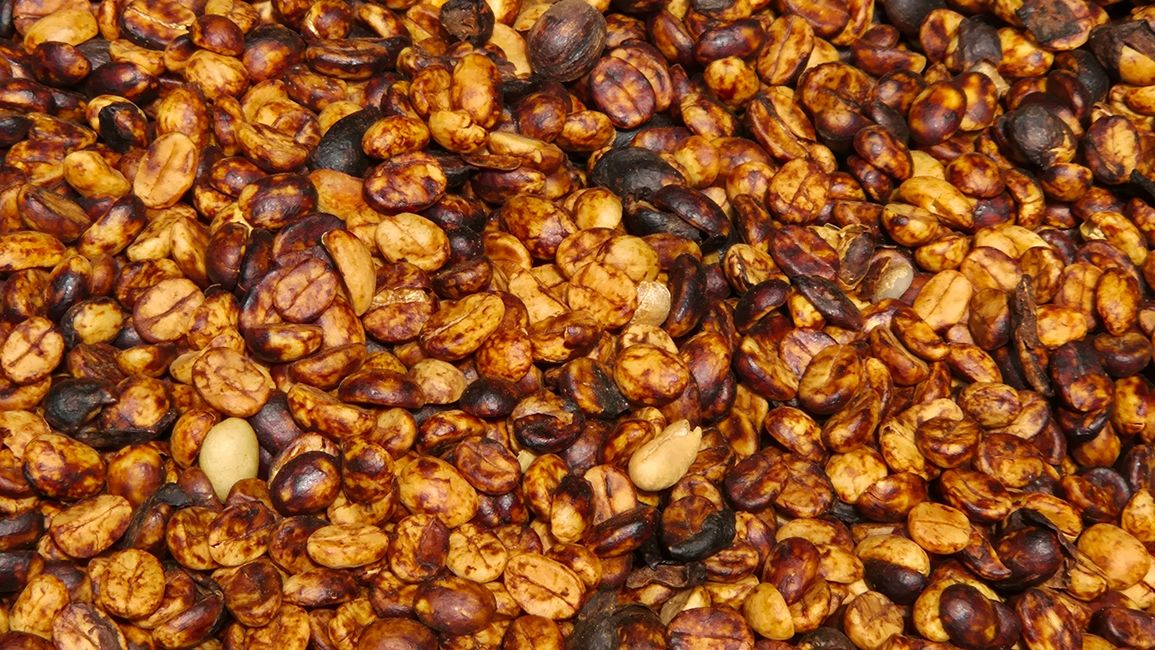 Kaffebohnen beim Trocknen / Honey Methode