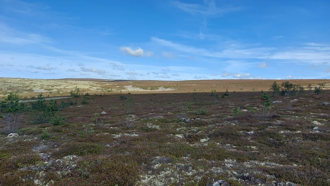 Parc national de Fulufjellet - Safari d'élans