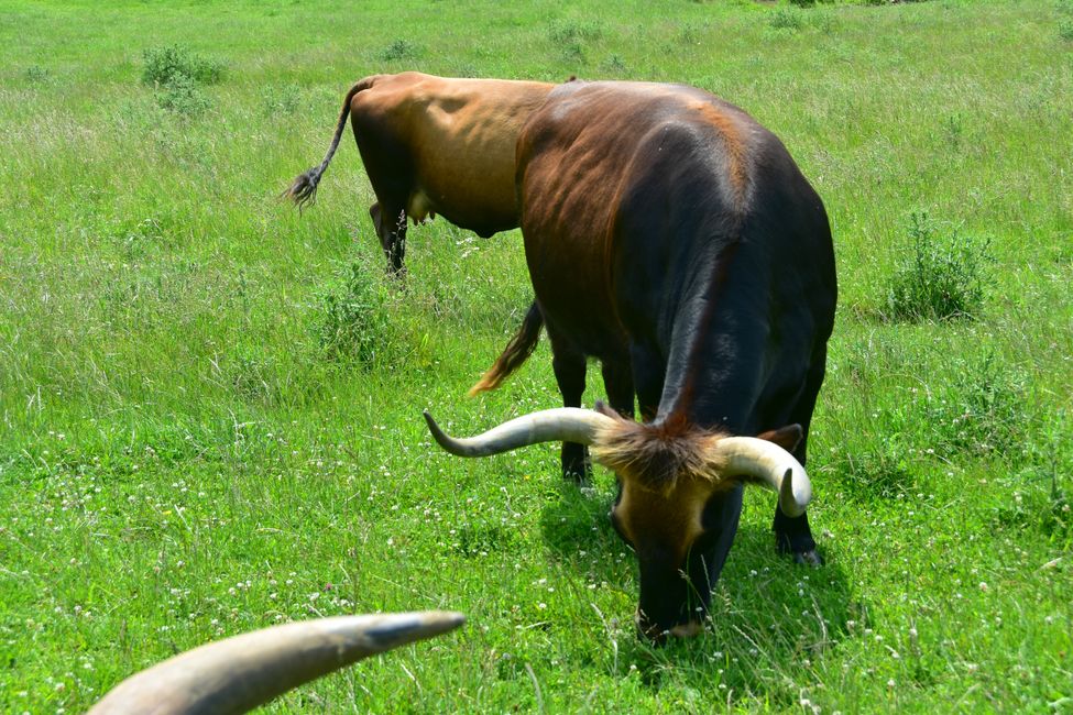 * * * S E C H T A S A F A R I - der Auerochsenweg
bei Bopfingen * * *