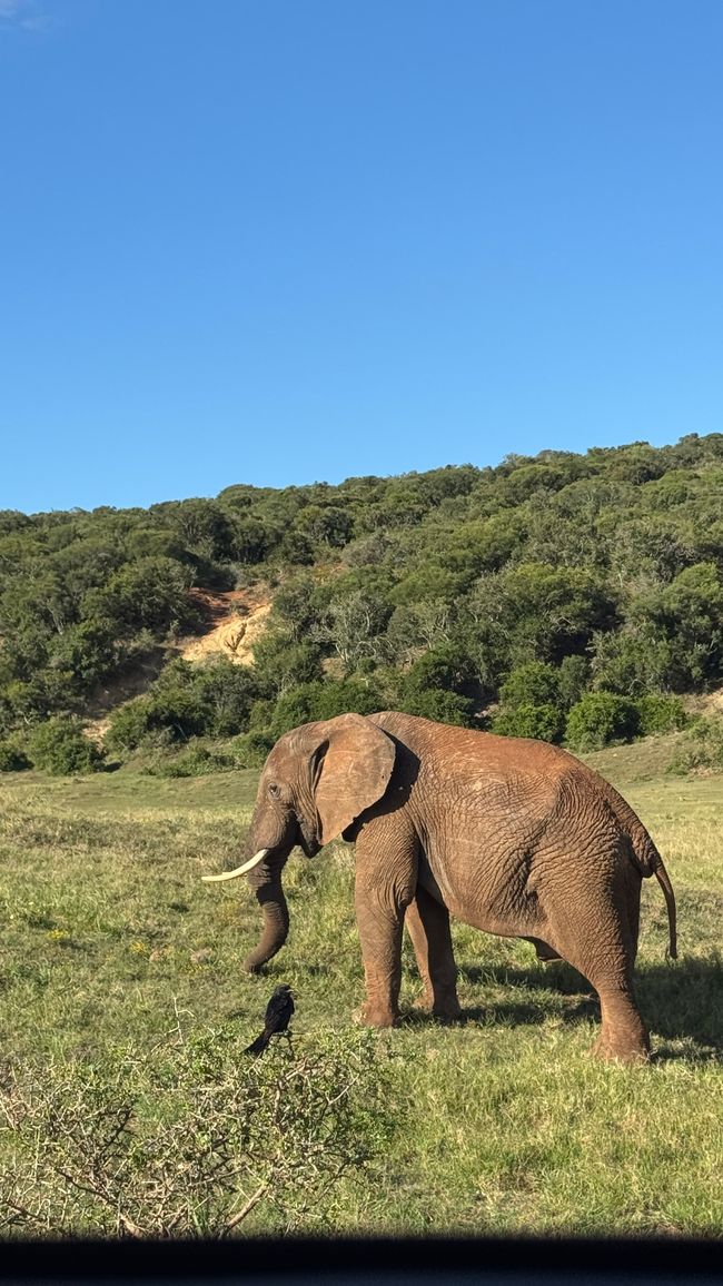 Addo Nationalpark