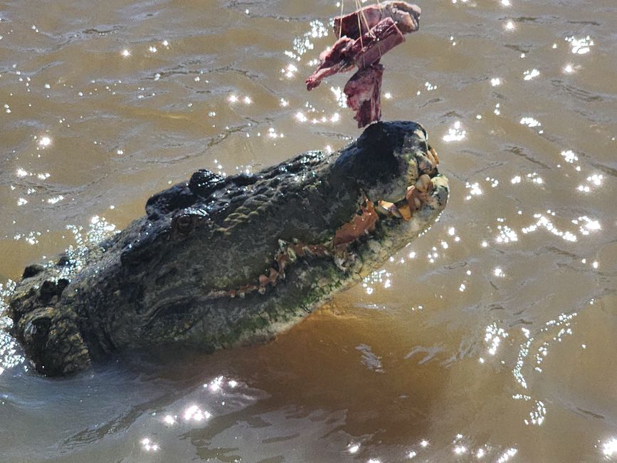 Tag 3, 27. April: Jumping Crocodiles!