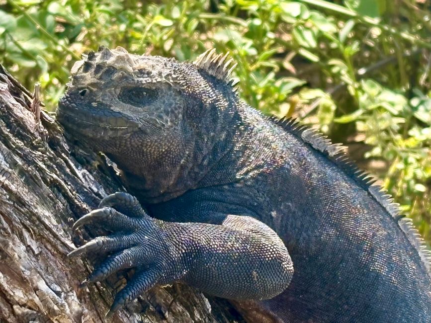 Isabela (Galápagos)