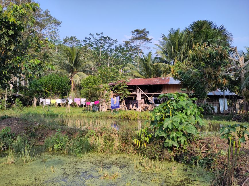 Leuchtende Käfer, grüne Orangen und andere Besonderheiten: Meine letzten Tage in der peruanischen Selva