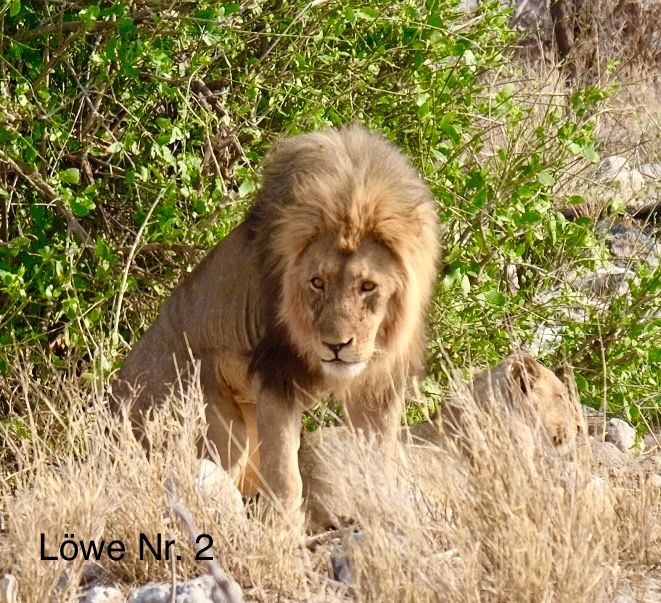 Etosha - Día de los Gatos