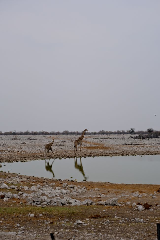 Etosha National Park 🐘🦒