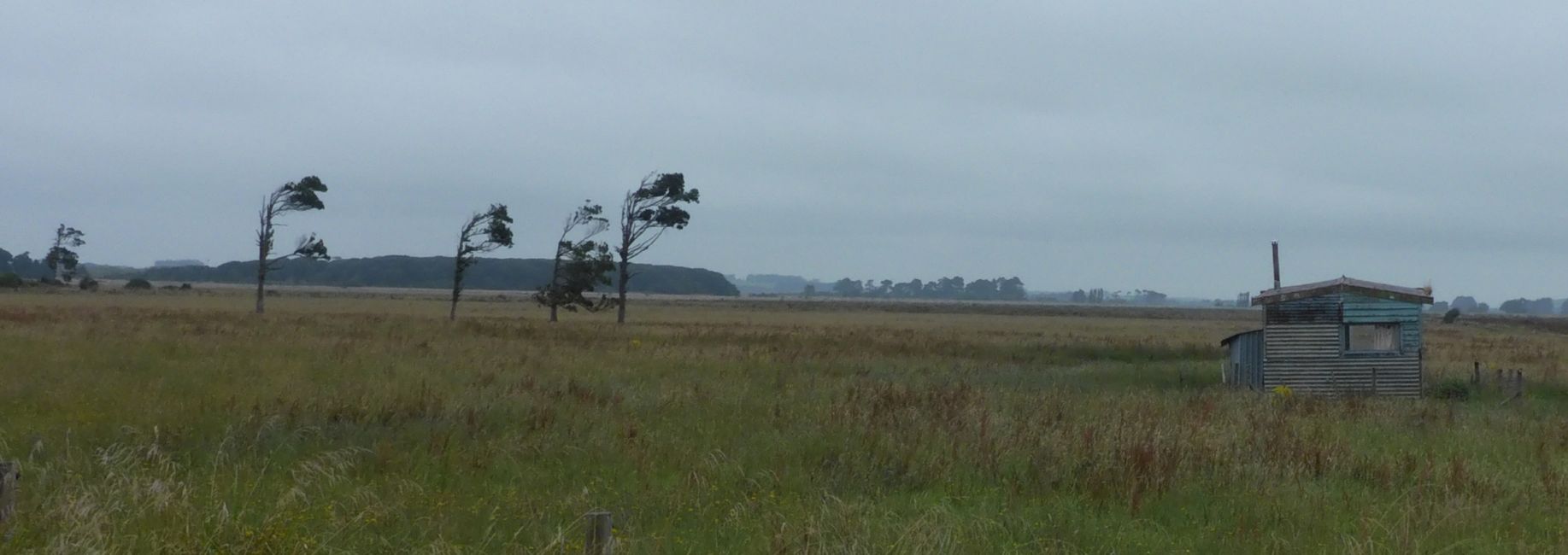 Les arbres indiquent la direction du vent principal