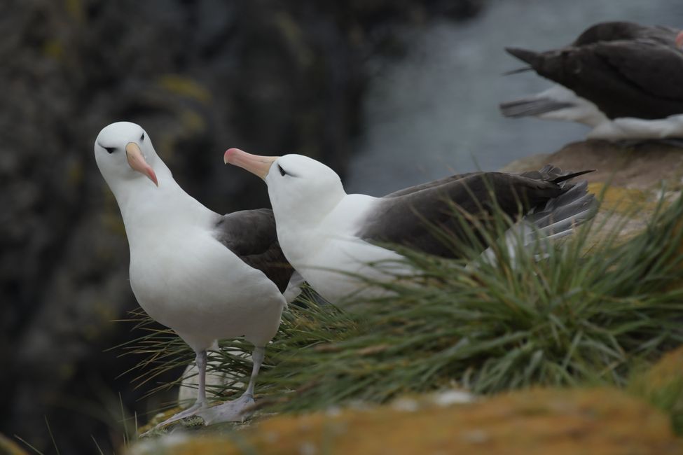 Schwarzbrauen-Albatrosse / Black-browed albatrosses