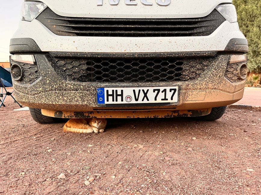 Betty after fording a flooded road - the cat approved the color tone