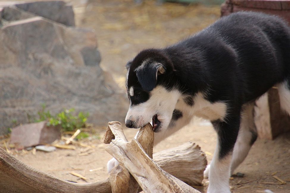 Etiqueta 21: Alrededor de Whitehorse: Cachorros de husky, Lago Esmeralda y el desierto más pequeño del mundo