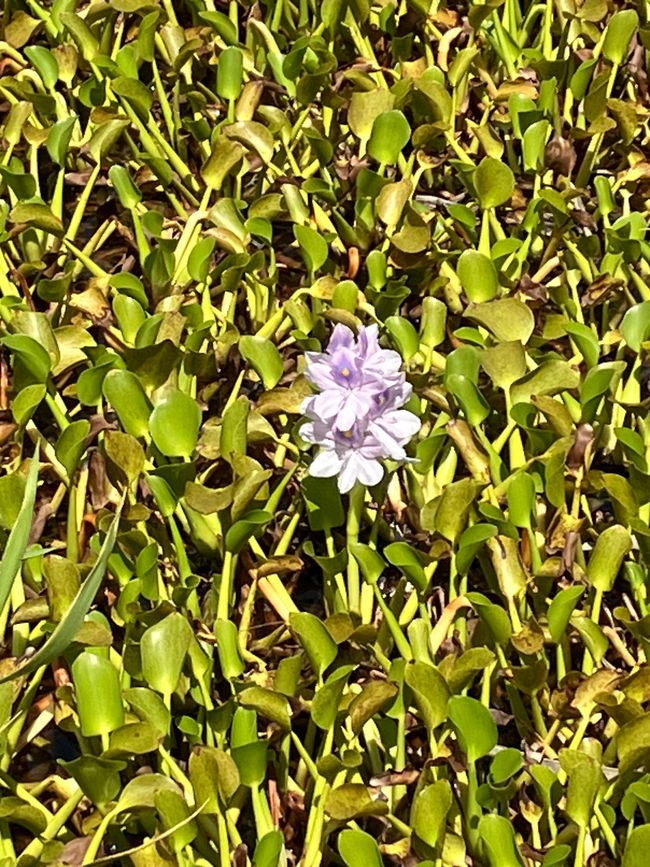 An orchid field planted right behind the beach