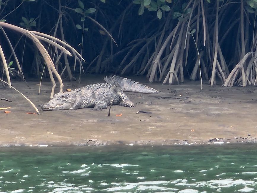 Tag 29, 23. Mai, Daintree