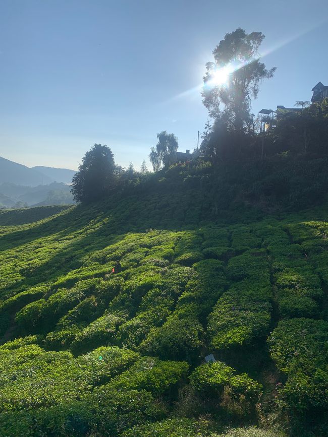 Cameron Highlands