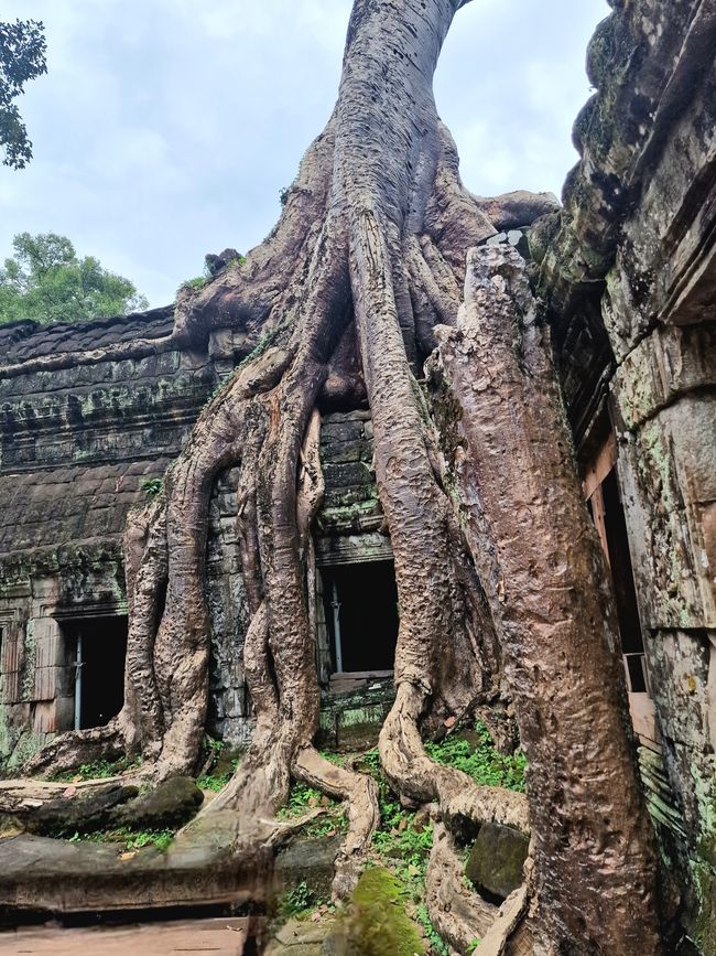 Baphuon und Ta Phrom - Himmelsleiter und himmlischer Ort