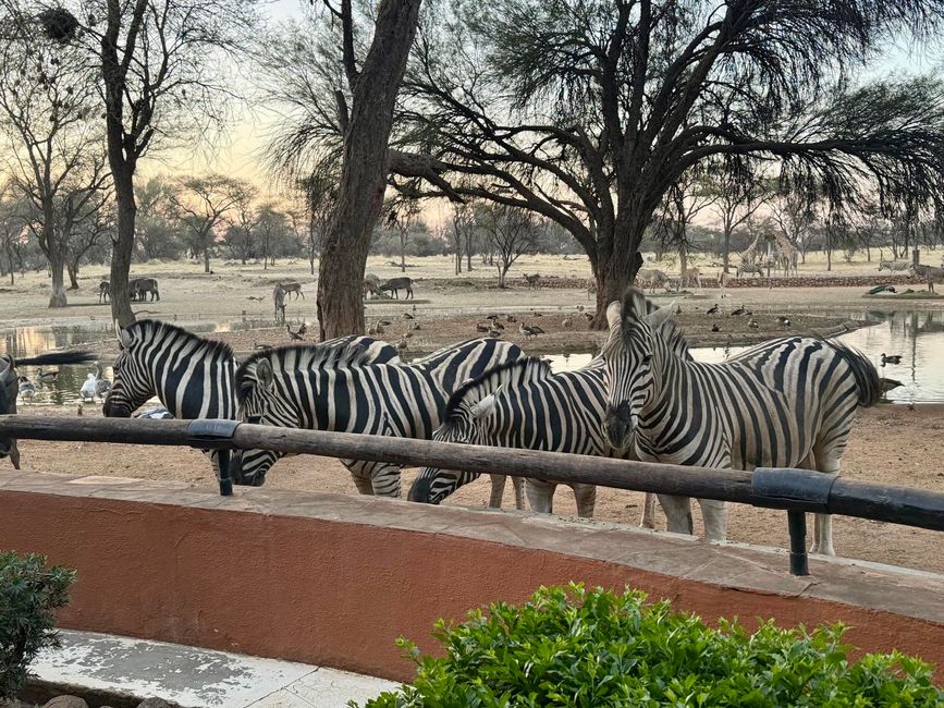 Namibia 2k25 🦓🏜️🐘