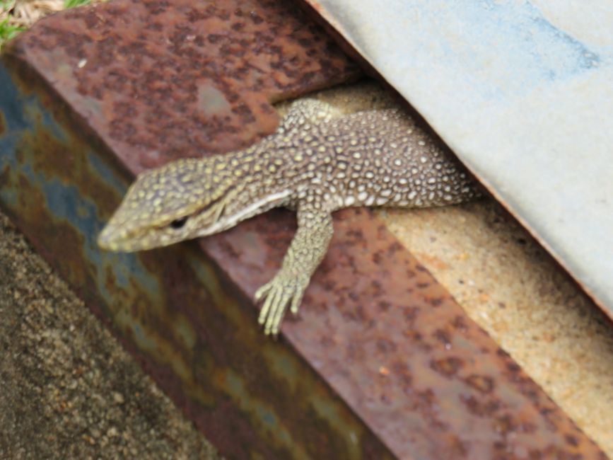 Matara - Mauvais temps, pas de baleines, mais des Salties (crocodiles d'eau salée)