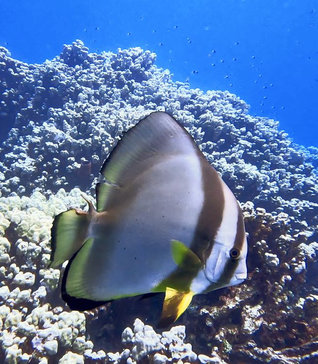 Travis im Wadi Sabarah Resort, Marsa Alam