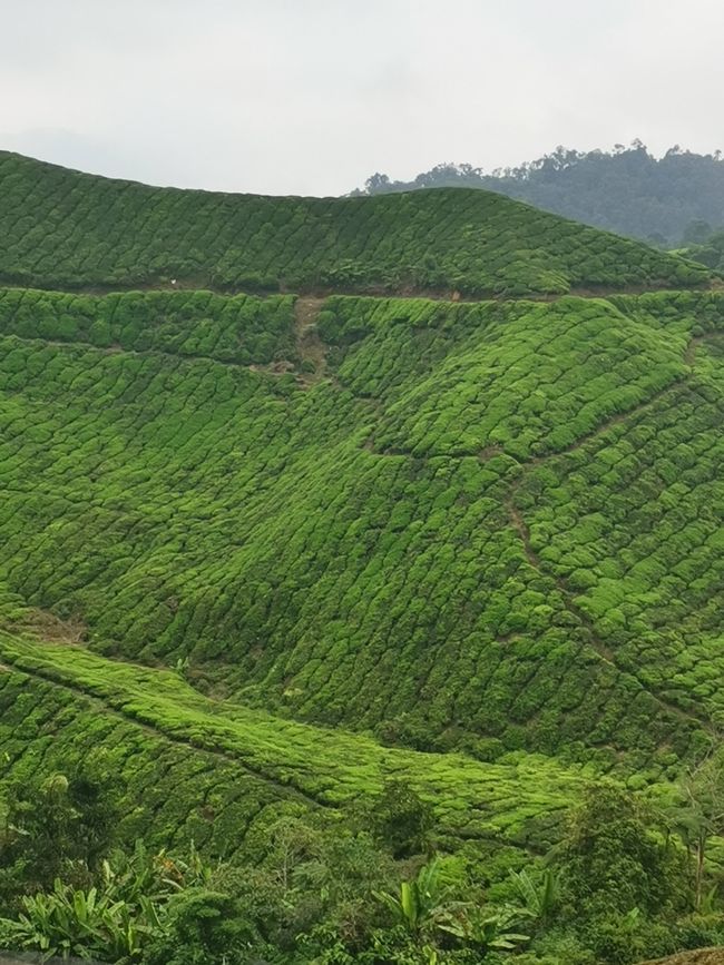 Cameron Highlands und George Town - Teeplantagen und Straßenkunst