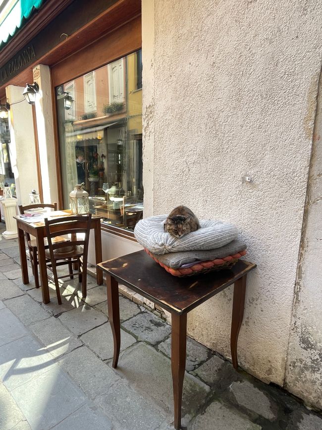 Gatto
