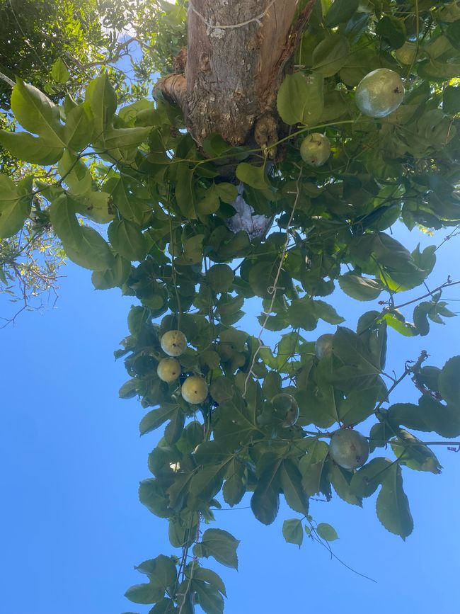 Panama 🇵🇦 🌴