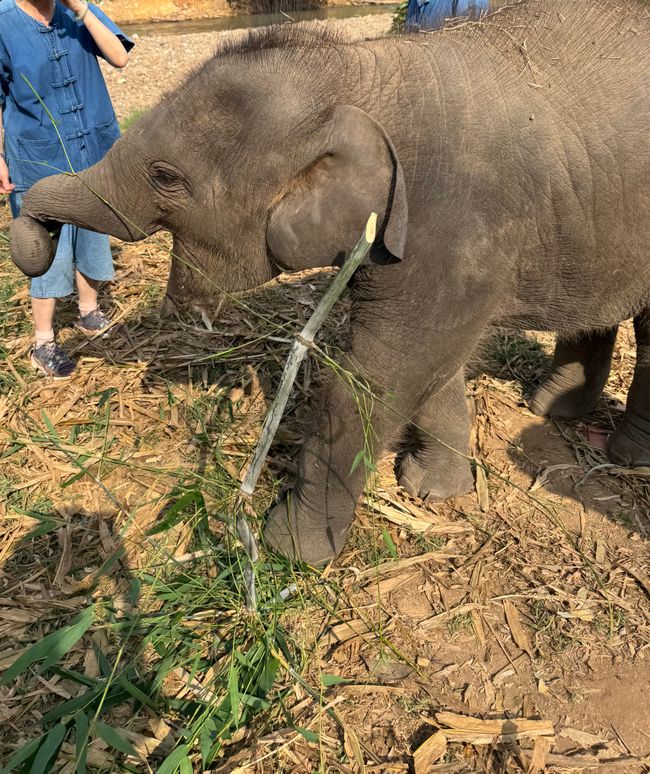  Besuch bei geretteten Elefanten
