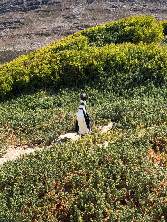 #5 - Cape Town - At the Cape of Good Hope