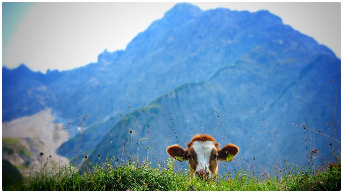 Kleinwalsertal oder doch das Lechtal?
...die Kühe gehören dazu!