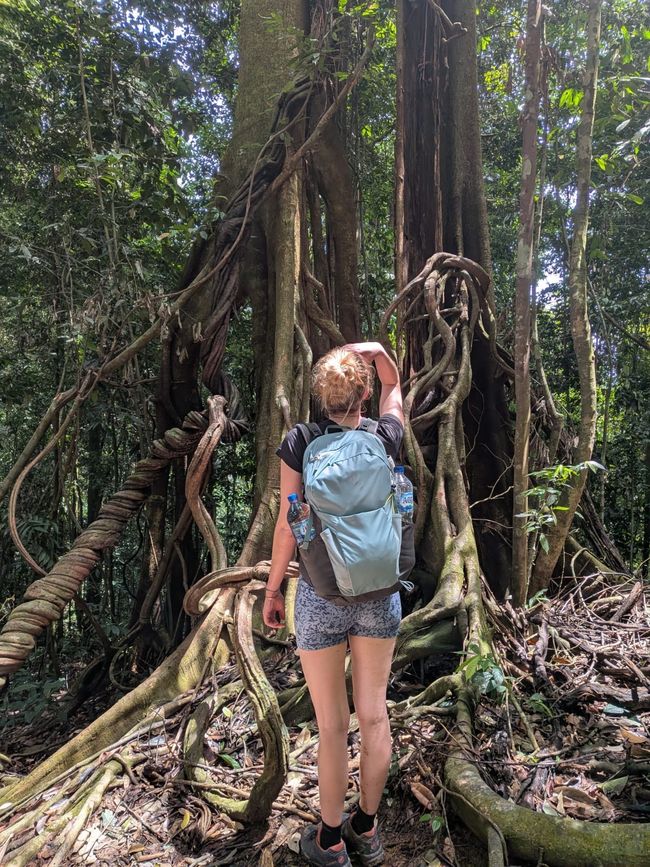En los orangutanes