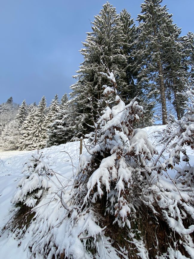 - und langsam kommt die Sonne am Belchen an