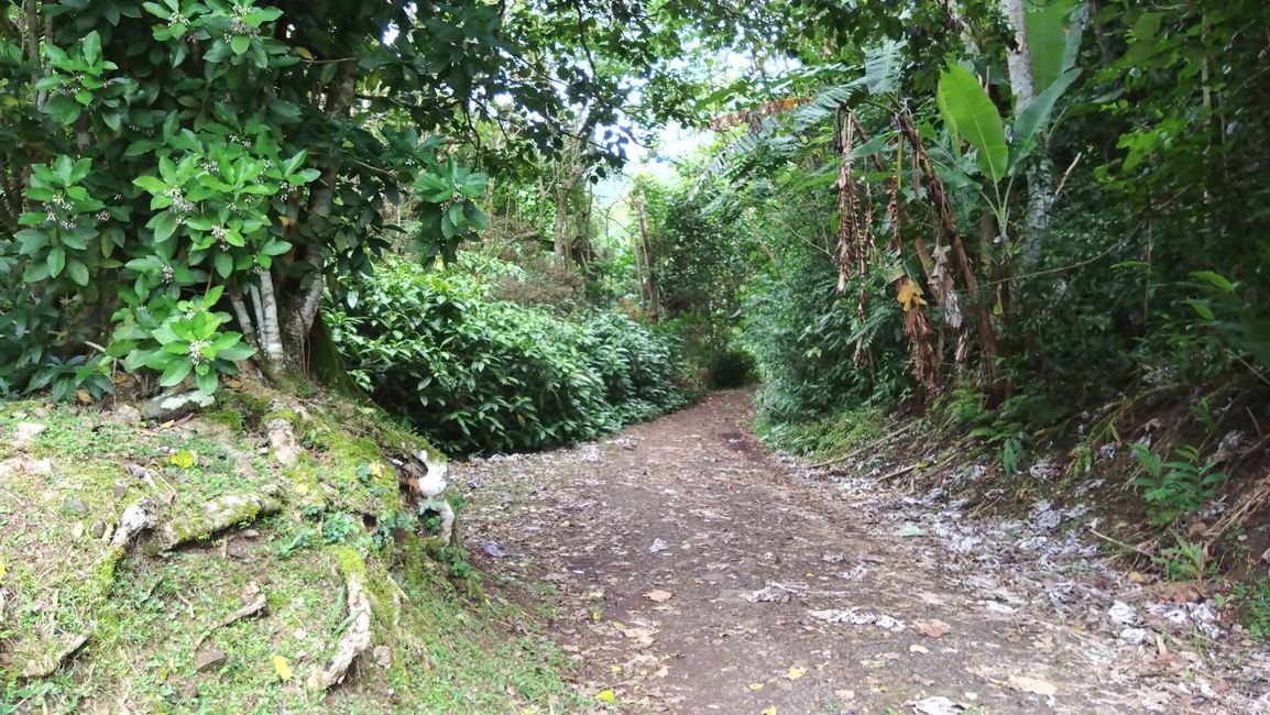 Rarotonga - Caminata cruzada por la isla