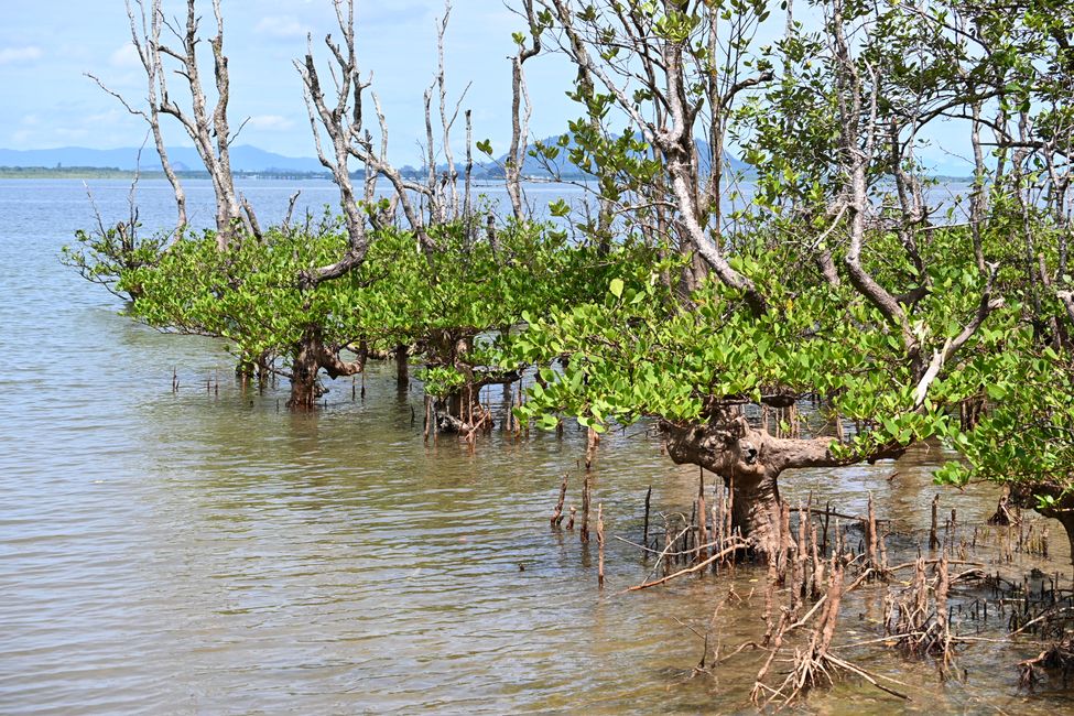 Mangroves