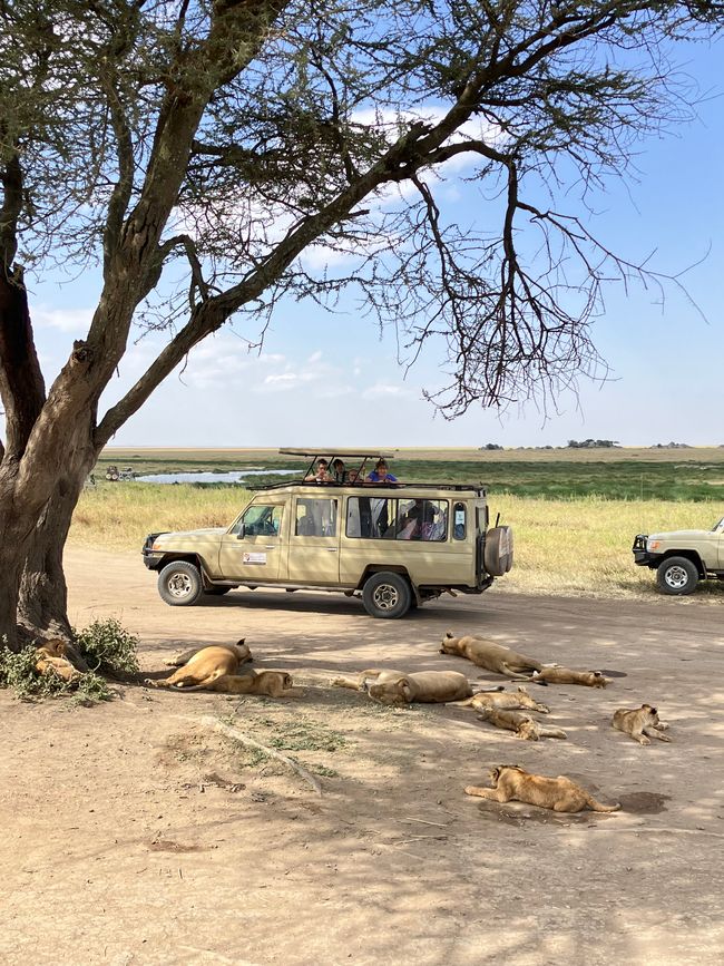 En la Serengeti - Día 1