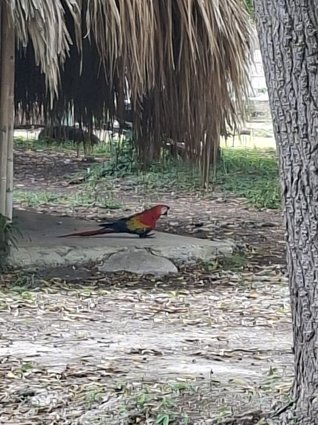 Semaine 26-28 : Au revoir, Colombie