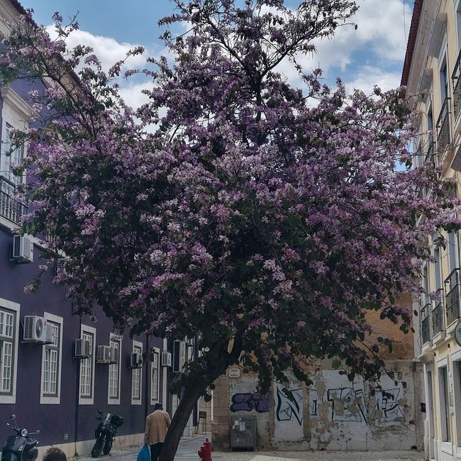 Santiago do Cacém -> Setúbal