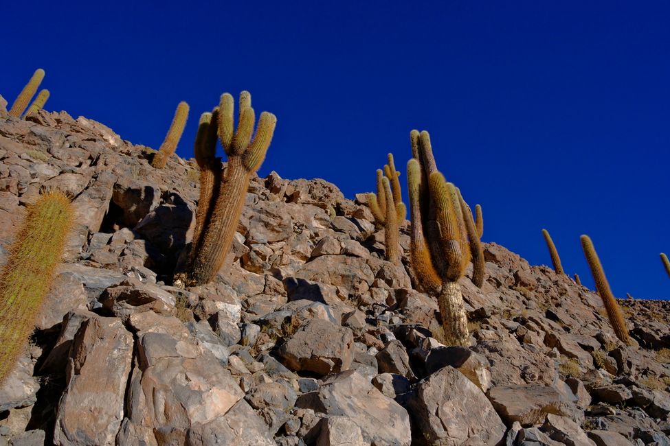 Désert d'Atacama 🦙🦩🌵