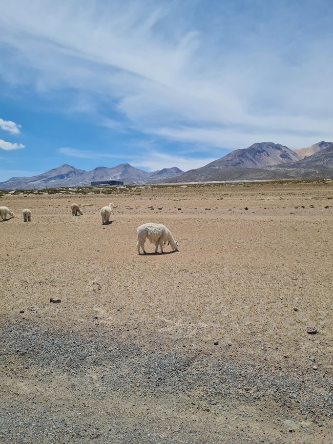 Day 14 Lagoons Alpaca and thermal springs