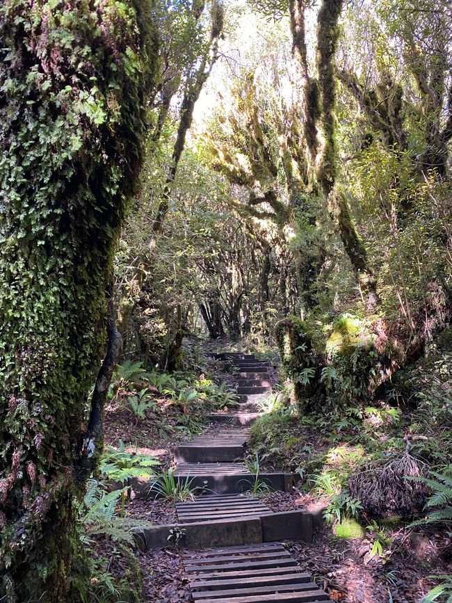 Egmont Taranaki Track