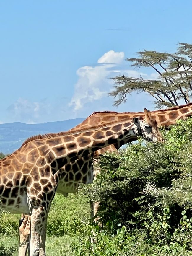 Flamingo tented camp at Lake Nakuru
