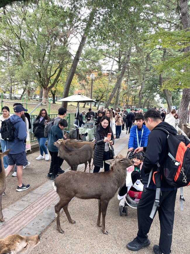 Nara-Tourismus