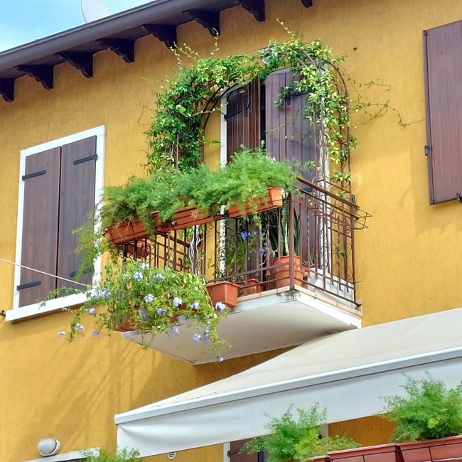 Lazise