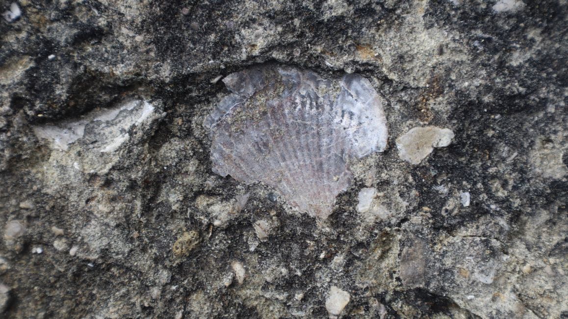 Bell Rock - Muschelüberreste im Kalksandstein