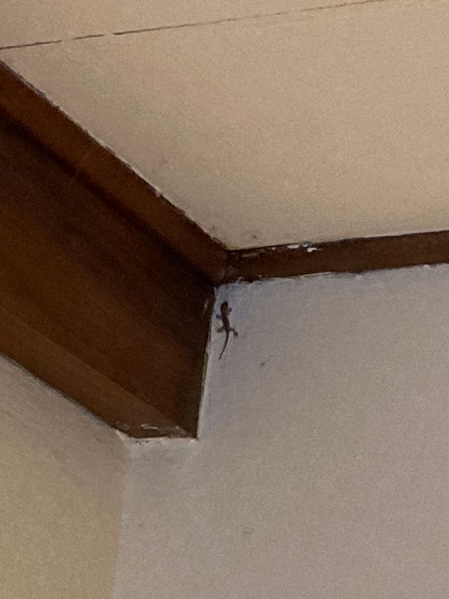 Unsere 2 cm große Mitbewohnerin