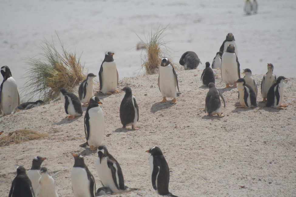 Manchots de Gentoo / Gentoo penguins
