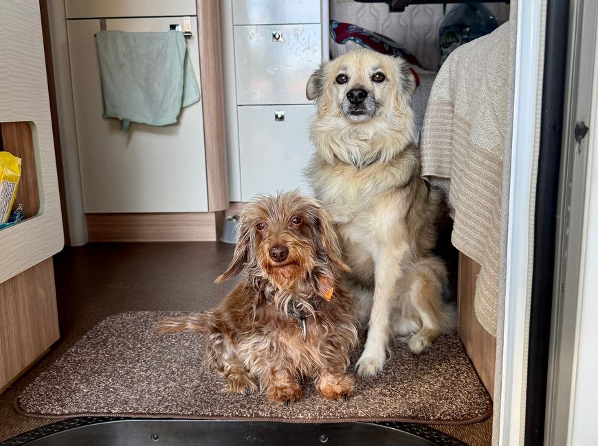And these are our two watchdogs, who first need to earn their title back.