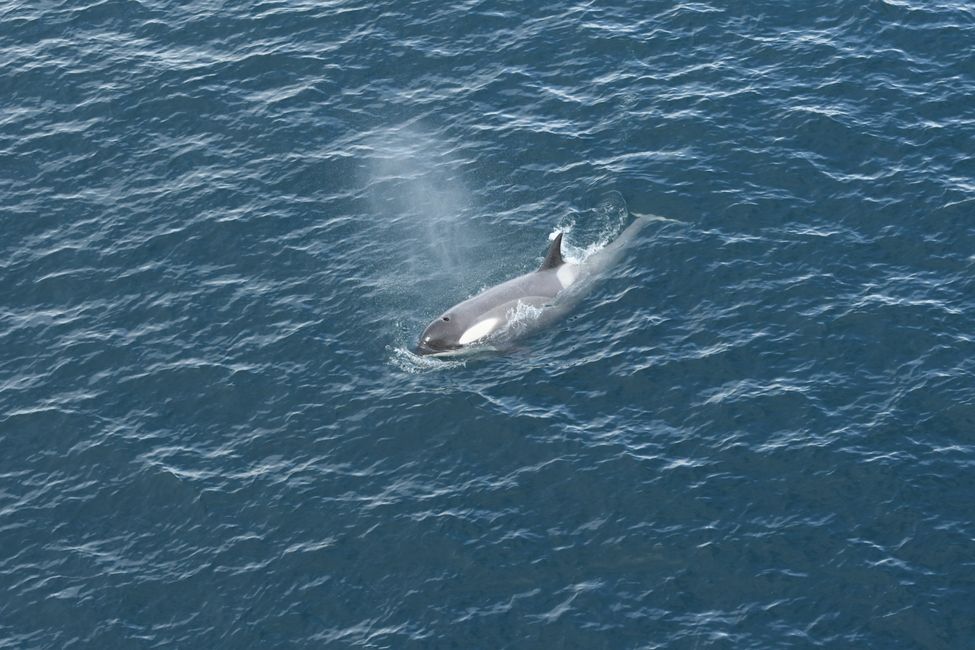 Orca / Killer whale