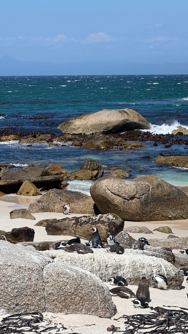Tour del porto a Città del Capo, Spiaggia di Muizenberg, Spiaggia di Boulders, Capo di Buona Speranza