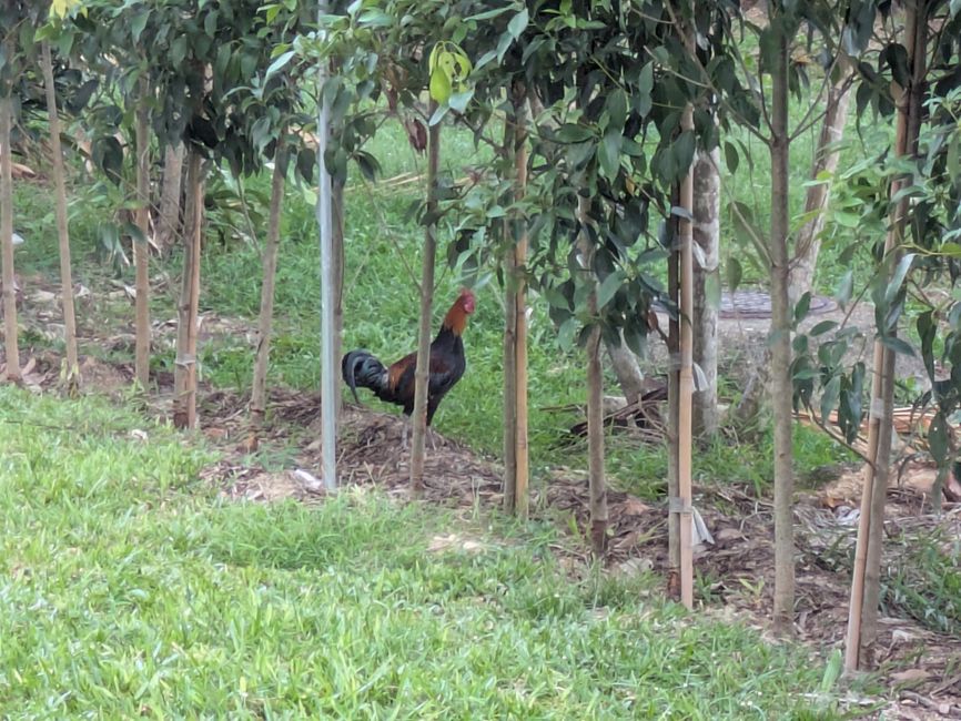 Eines der ersten Tiere, die wir gesehen haben: Ein Hahn 🐓 🐔 