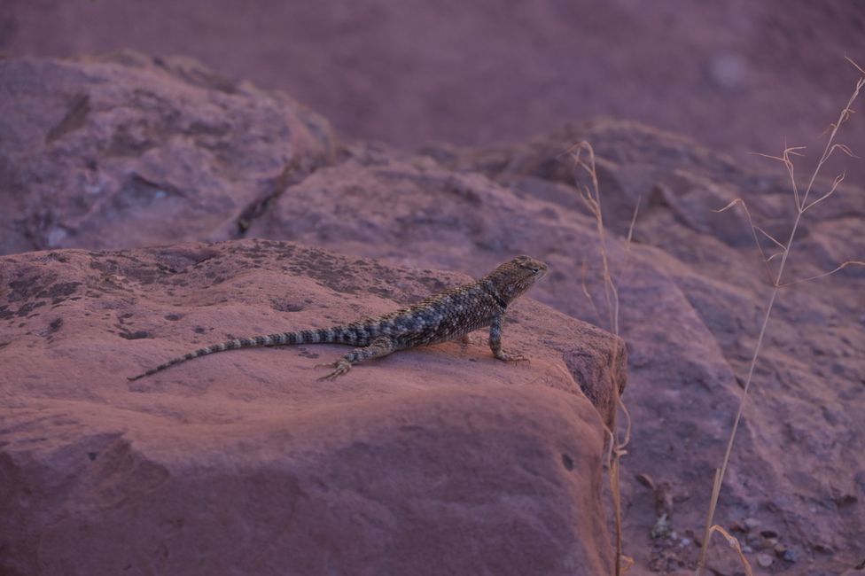 Bright Angel Trail