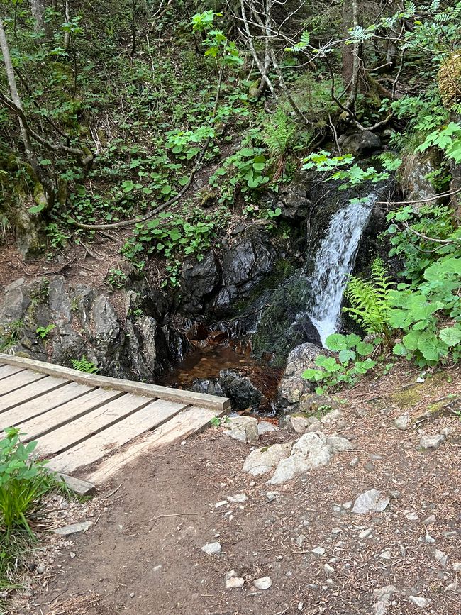 26 Feldbergsteig Escursione Pro Wolermoos